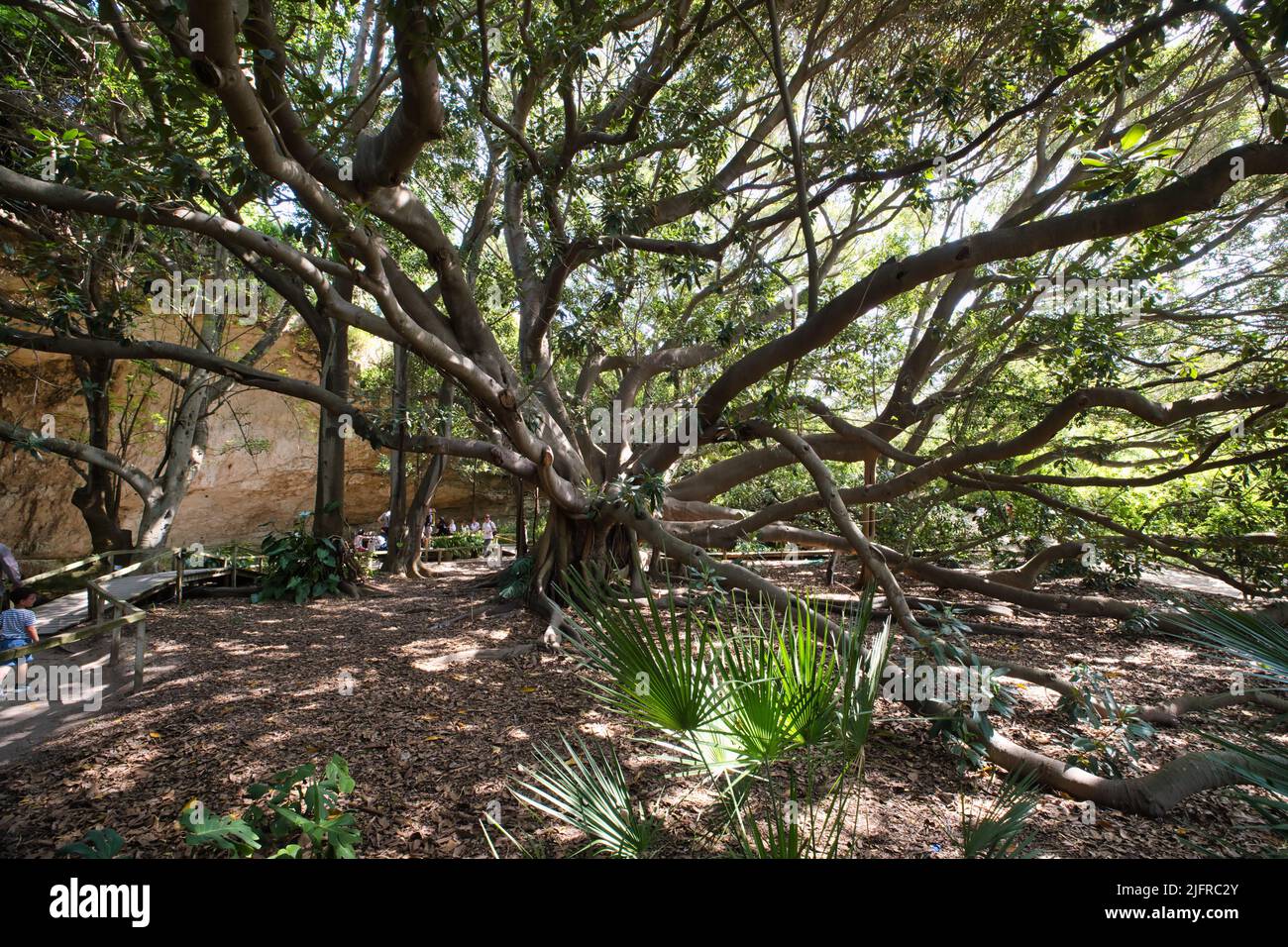 Ficus Magnolia Ficus magnolia Banque de photographies et d’images à haute résolution ...