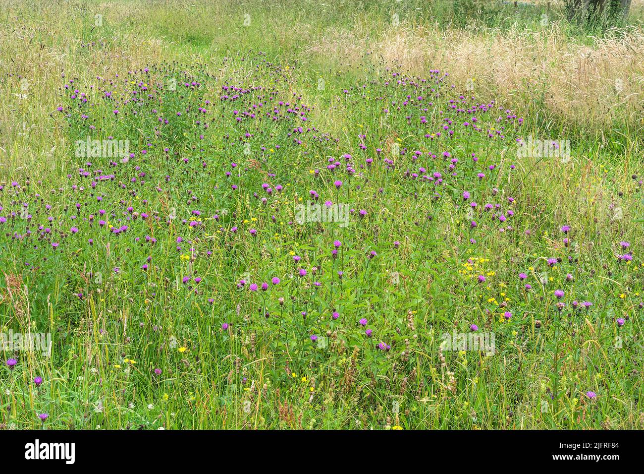 La knapode noire (Centaurea nigra) pousse dans les prairies utilisées pour l'ensilage sur une ferme de boeuf biologique Wirral Cheshire UK juillet 2021 Banque D'Images