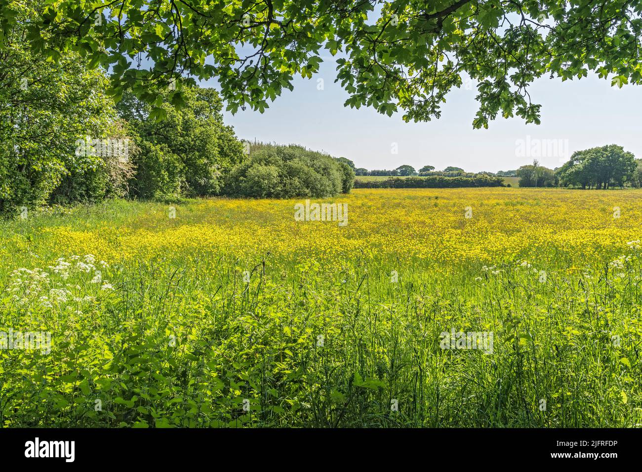 Meadow Buttercup (Ranunculus acris) poussant au champ dans une ferme de boeuf biologique Wirral Cheshire UK juin 2021 Banque D'Images