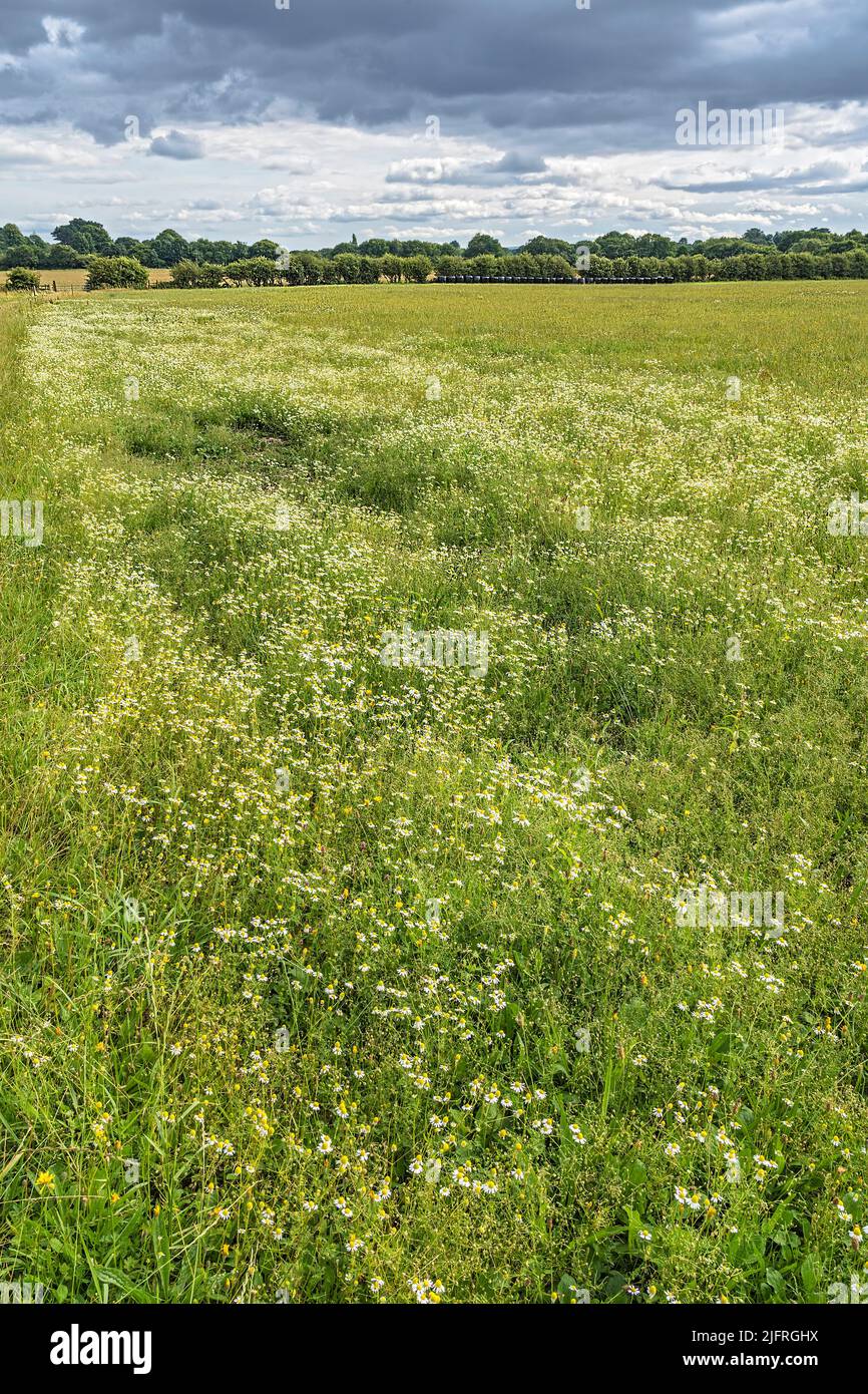 Mayweed sans scentless (Matricaria perforata) poussant dans un pré sur une ferme de boeuf biologique Cheshire UK juillet 2021 6413 Banque D'Images