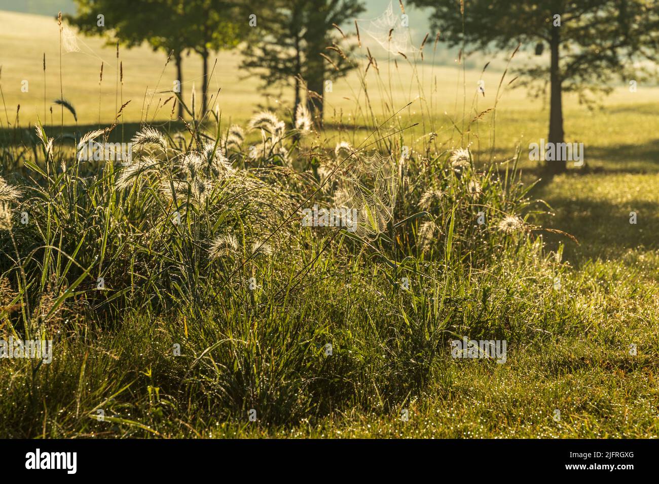lorsqu'un jardin public est pris en charge par l'herbe et les araignées Banque D'Images