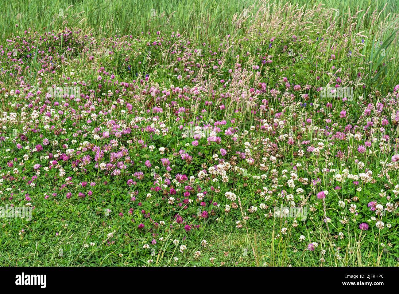 Trèfle rouge (Trifolium pratense) et trèfle blanc (Trifolium repens) croissant sur les rives de l'estuaire de la Dee près de Hoylake Wirral UK juillet 2021 Banque D'Images