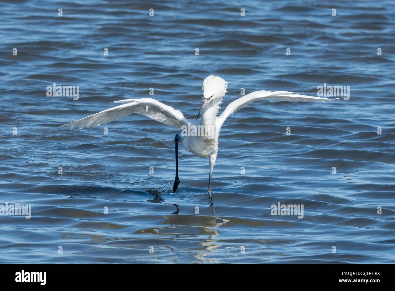 Un Egret rouge morph blanc court dans sa 'lance' de chasse dans les eaux peu profondes de la Laguna Madre, South Padre Island, Texas. Banque D'Images