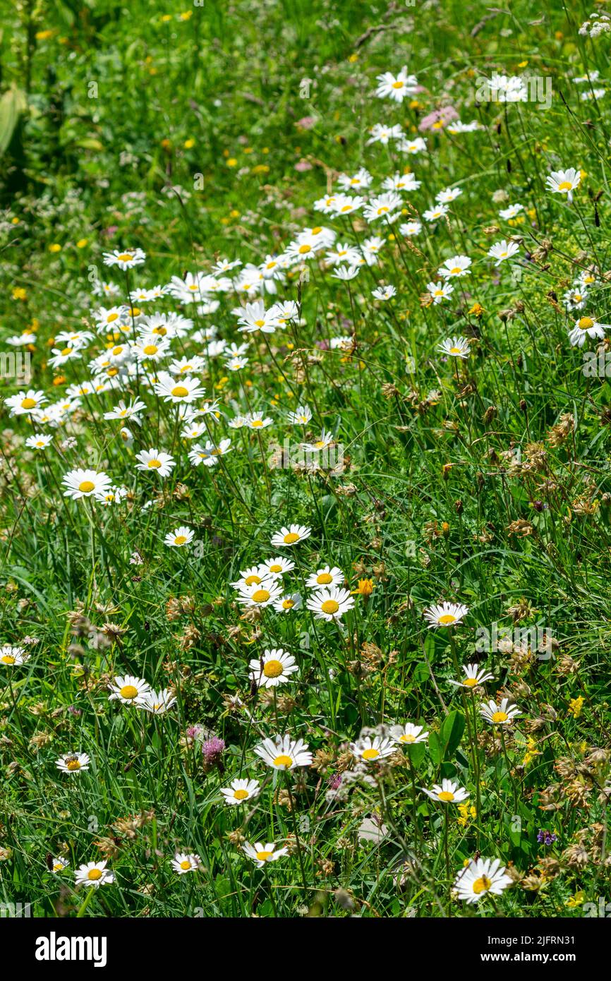 prairie à fleurs alpines avec différentes fleurs, fleur cloche bleue, pâquerettes, arnica, trèfle jaune et rose, roses alpines rouges. Fleur en blanc et violet Banque D'Images