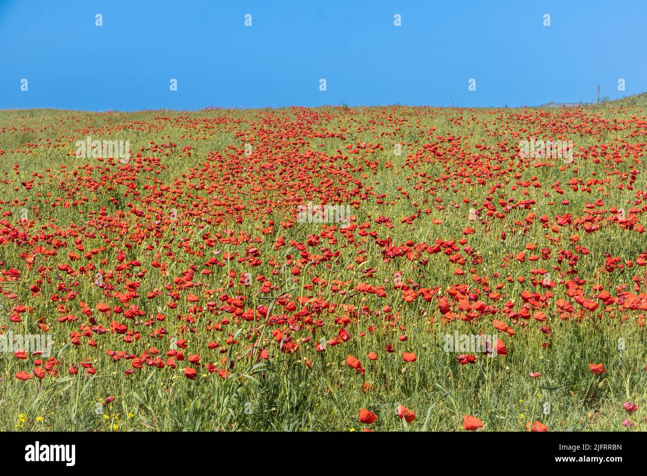 La vue spectaculaire d'un champ rempli de coquelicots rouges vibrants et d'un ciel bleu sans nuages sur West Pentire à Newquay, en Cornouailles, au Royaume-Uni. Banque D'Images