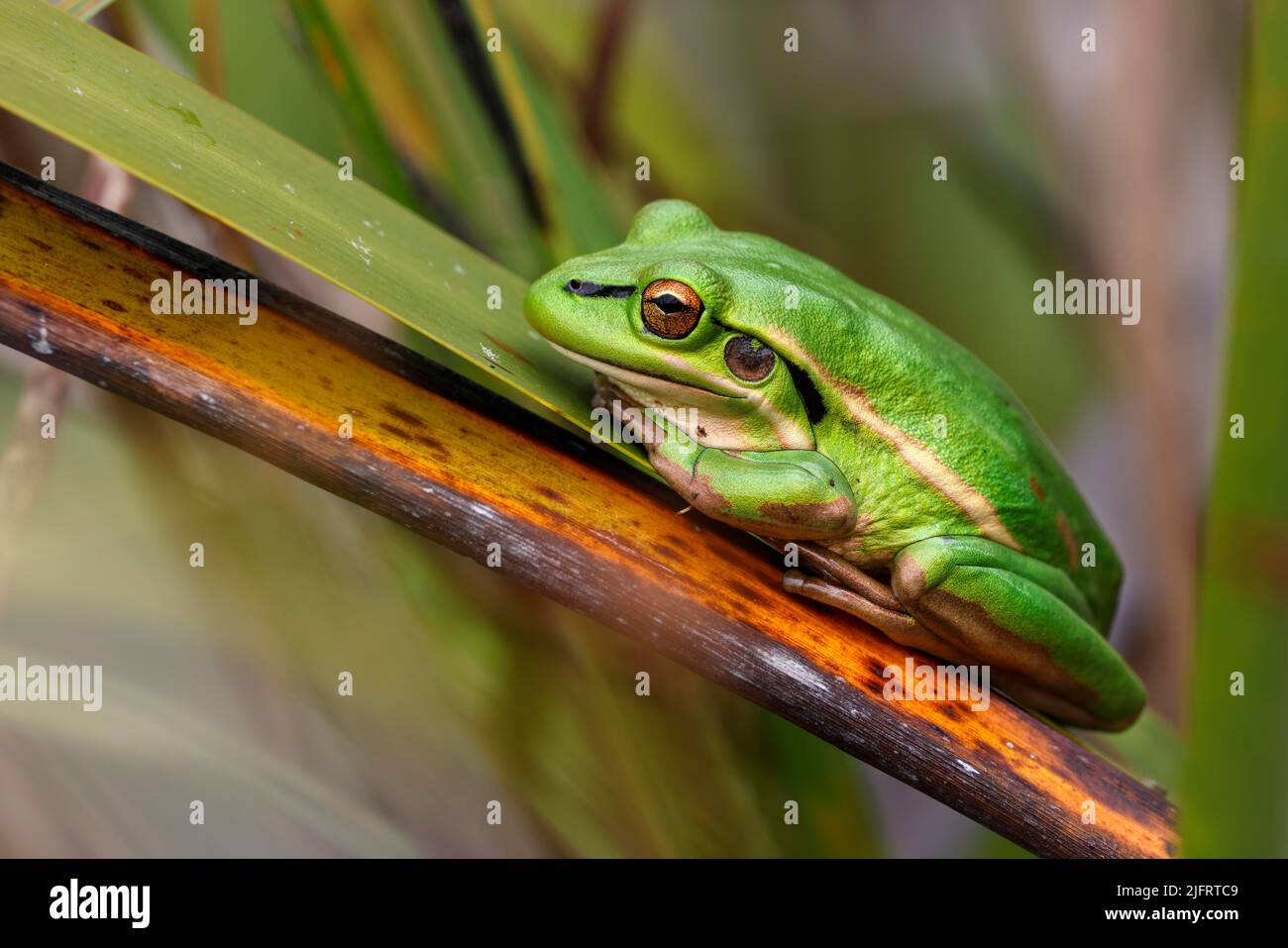 Grenouille verte et dorée ( Litoria aurea ) assise parmi les roseaux. Introduit en Nouvelle-Zélande depuis l'Australie où il est devenu en danger, Credit:RO Banque D'Images