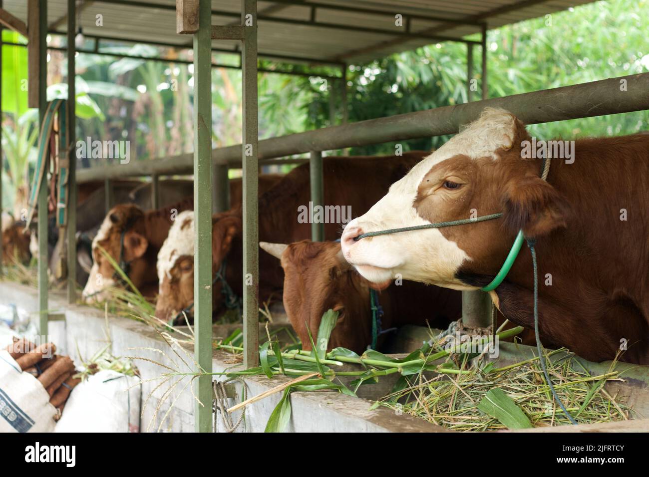 Bétail - des groupes de vaches ou de bovins sont préparés pour des sacrifices sur Eid al-Adha ou Eid al-qUrban. Taureau BOS. Banque D'Images