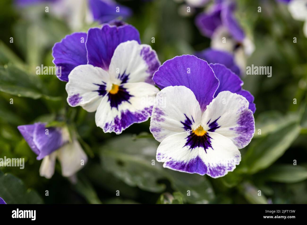 Pansy à cornes, fleurs de Viola cornuta en gros plan Banque D'Images