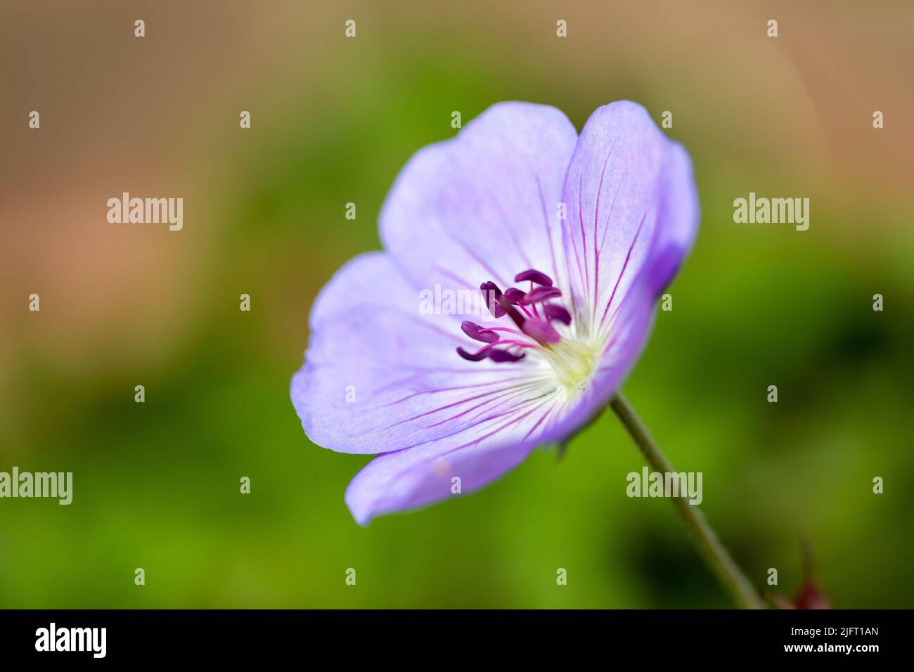 Gros plan sur les fleurs géraniums « Azure Rush » Banque D'Images