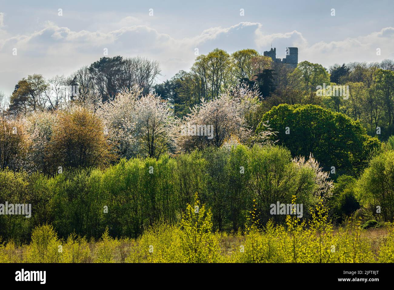 Tourelles du château de Donnington au-dessus de la fleur de printemps rétro-éclairée, Newbury, West Berkshire, Angleterre, Royaume-Uni, Europe Banque D'Images