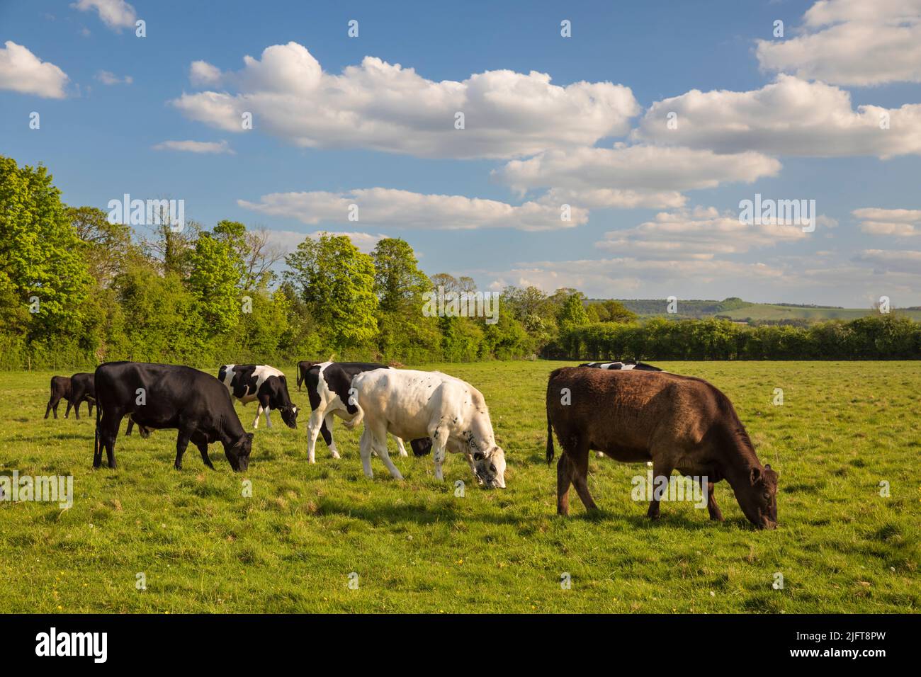 Vaches sur Hungerford Common, Hungerford, Berkshire, Angleterre, Royaume-Uni, Europe Banque D'Images