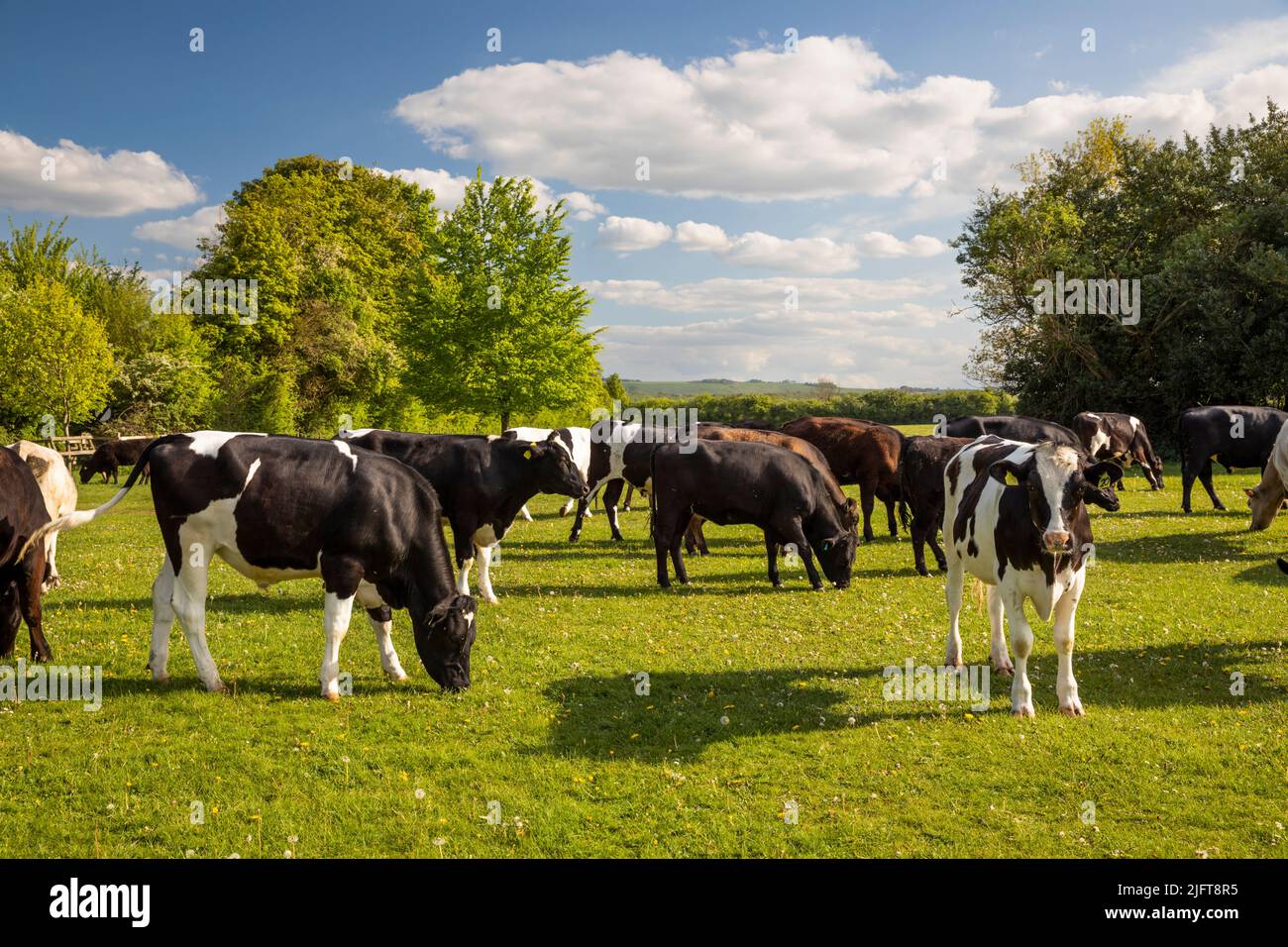 Vaches sur Hungerford Common, Hungerford, Berkshire, Angleterre, Royaume-Uni, Europe Banque D'Images