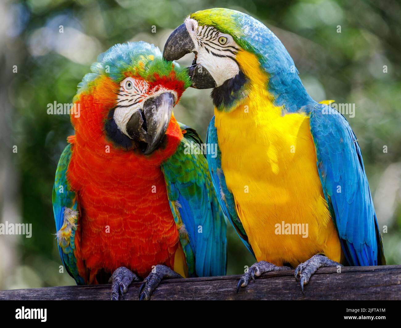 Deux perroquets - oiseaux tropicaux colorés Pantanal, Brésil Banque D'Images