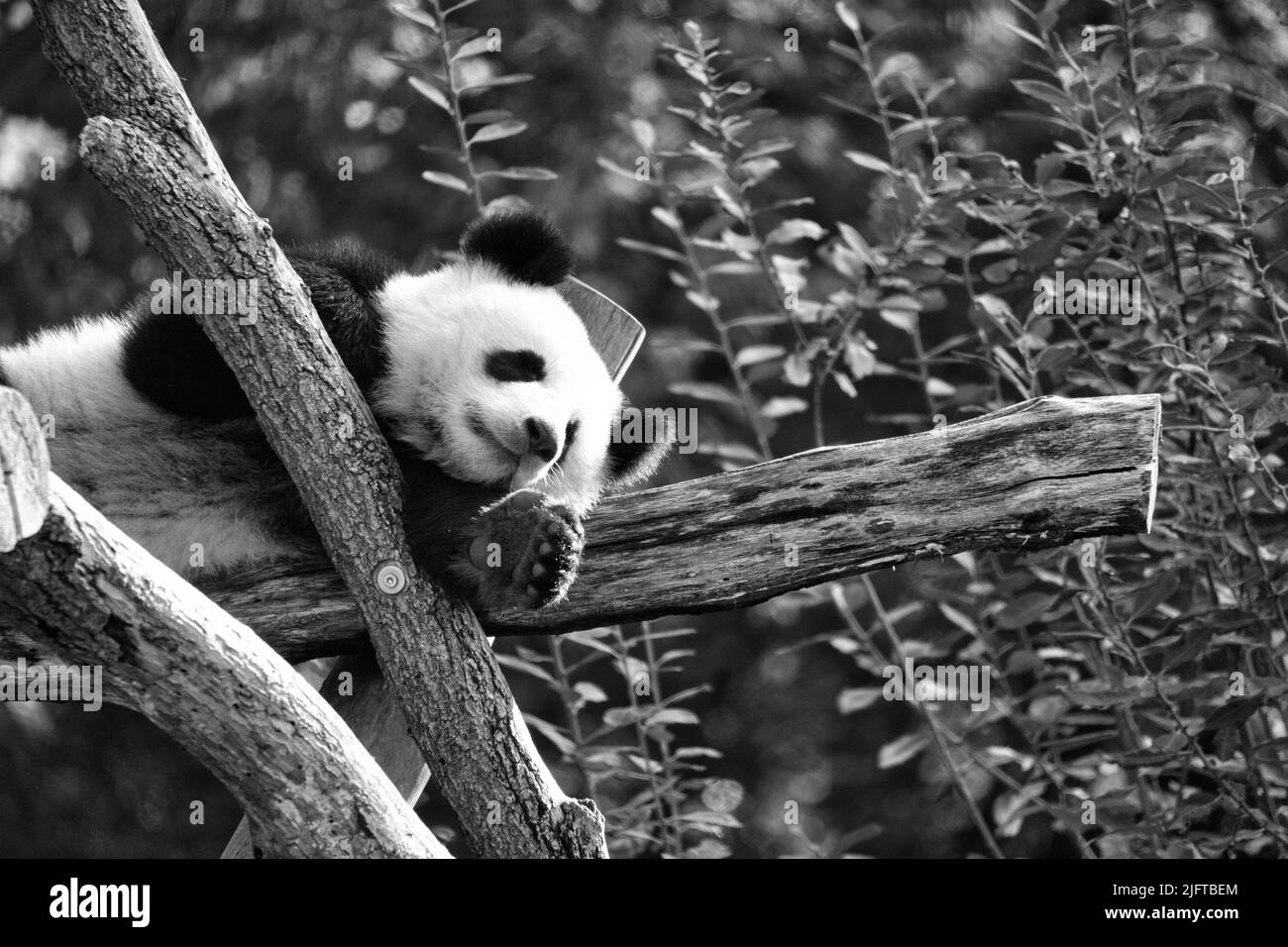 Panda géant en noir et blanc couché sur les troncs d'arbre dans la haute. Mammifère chinois en voie de disparition. Photo de la nature de l'animal Banque D'Images Panda géant en noir et blanc couché sur les troncs d'arbre dans la haute. Mammifère chinois en voie de disparition. Photo de la nature de l'animal Banque D'Images