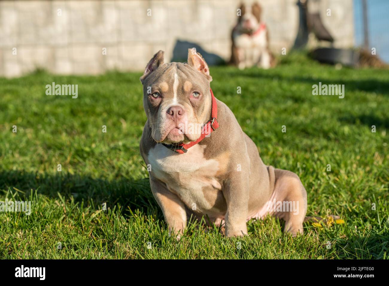 Un chien de poche américain Bully Puppy assis sur l'herbe Banque D'Images