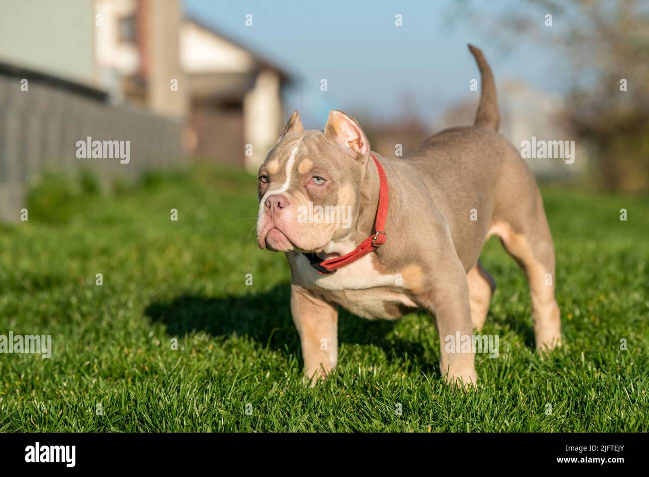 Un chien de poche américain Bully Puppy assis sur l'herbe Banque D'Images