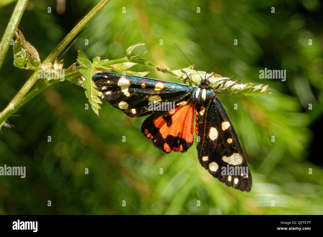 Le papillon des tigres ou grand papillon des tigres (Arctia caja) est un papillon de la famille des Erebnidae. Des motifs visibles sur ses ailes servent d'avertissement au prédateur Banque D'Images