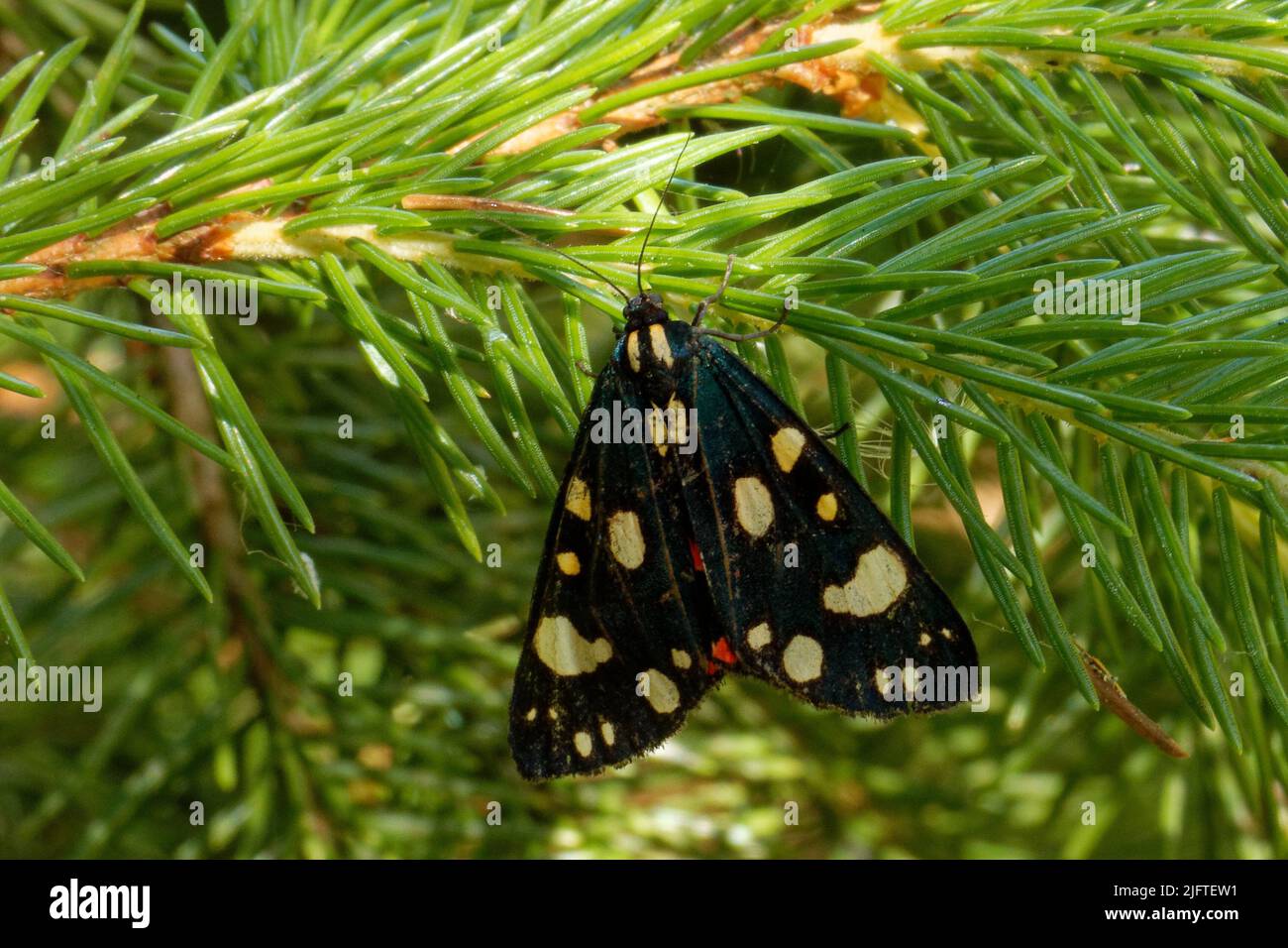 Le papillon des tigres ou grand papillon des tigres (Arctia caja) est un papillon de la famille des Erebnidae. Des motifs visibles sur ses ailes servent d'avertissement au prédateur Banque D'Images