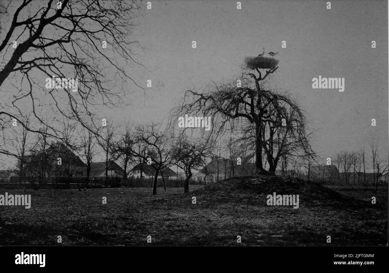 Cigognes sur le nid dans la zone rurale le long de la frontière du gouvernement Banque D'Images