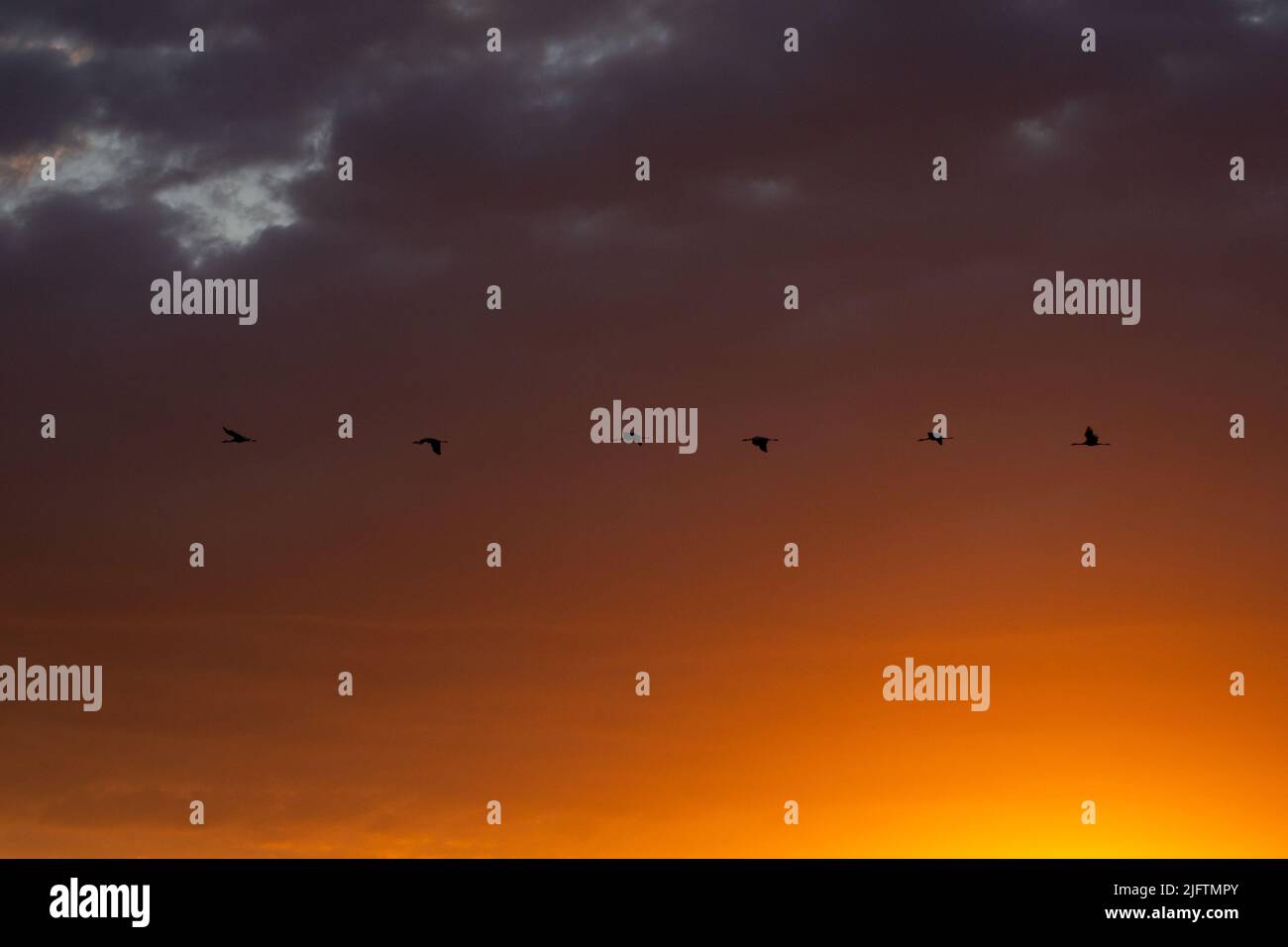 Oiseaux libres volant au lever du soleil au-dessus des montagnes brumeuses dans la nature. Grues de migration. Migration de la nature. Un monde de liberté merveilleux. Protection de l'environnement Banque D'Images Oiseaux libres volant au lever du soleil au-dessus des montagnes brumeuses dans la nature. Grues de migration. Migration de la nature. Un monde de liberté merveilleux. Protection de l'environnement Banque D'Images