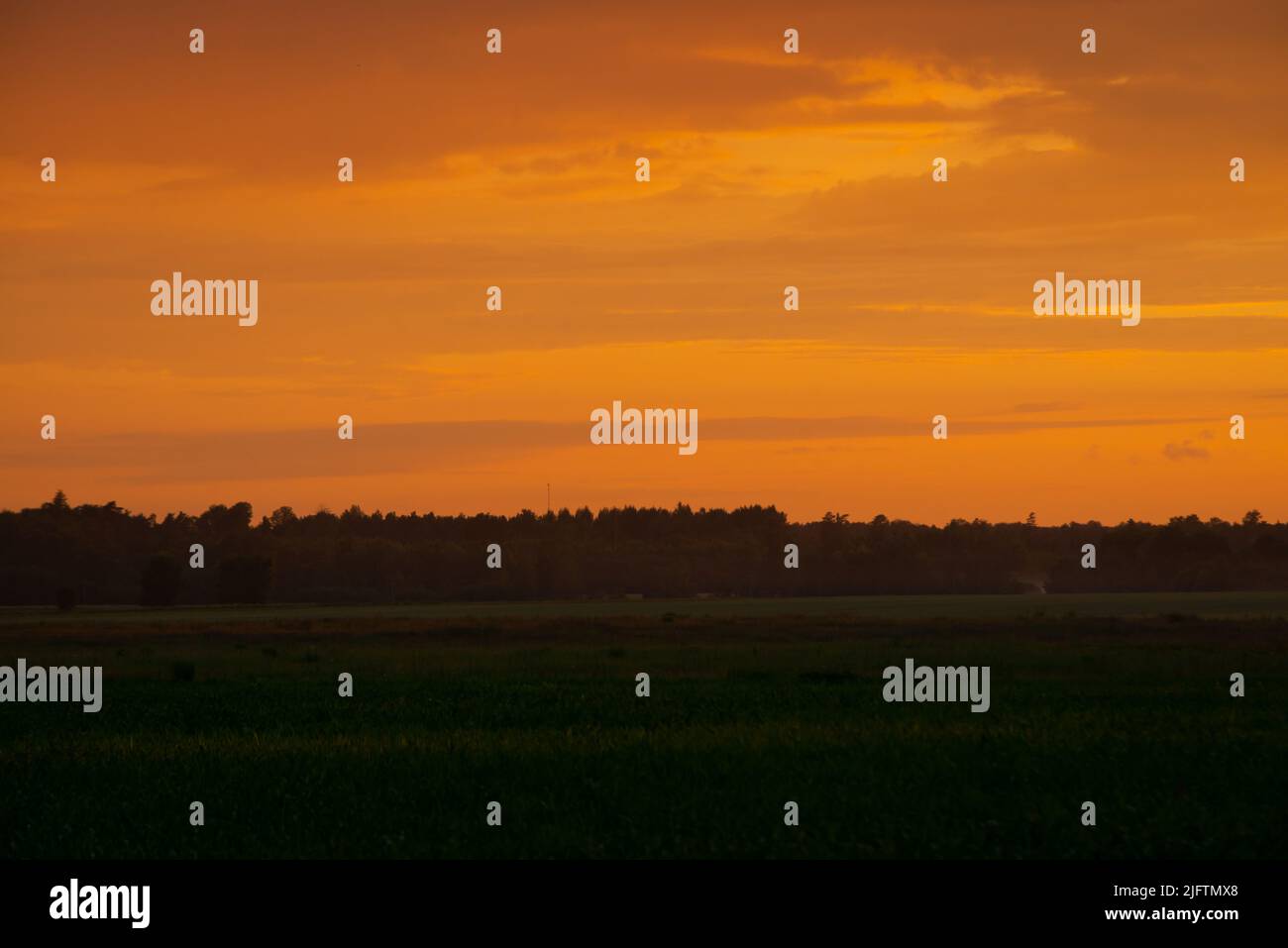 Coucher de soleil rouge spectaculaire des couleurs dans le ciel au-dessus d'arbres et de champs. été coucher du soleil en Lettonie Banque D'Images