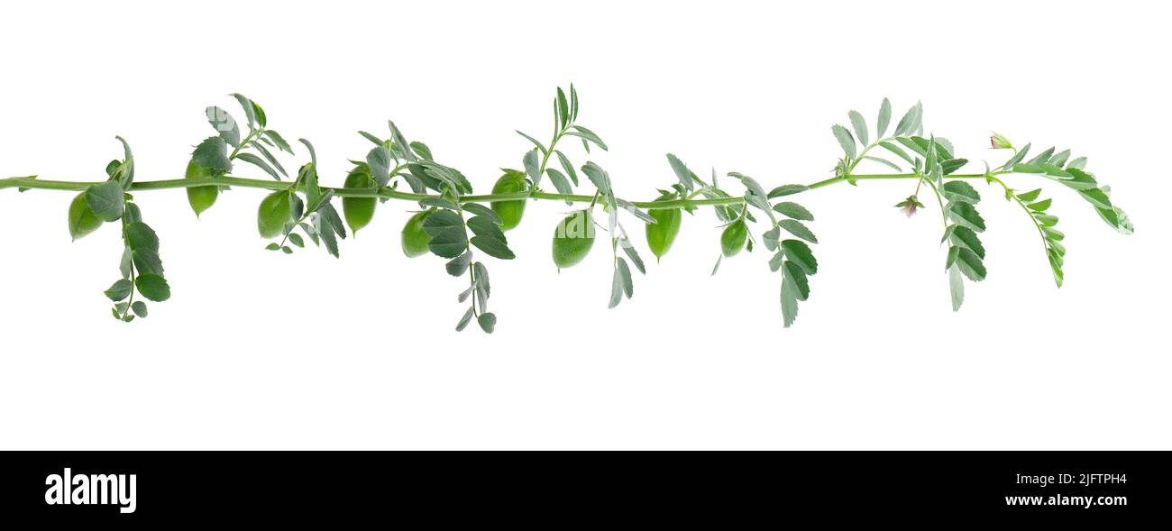 Branche de pois chiches verts isolée sur fond blanc. Pois chiches dans la gousse et les fleurs Banque D'Images