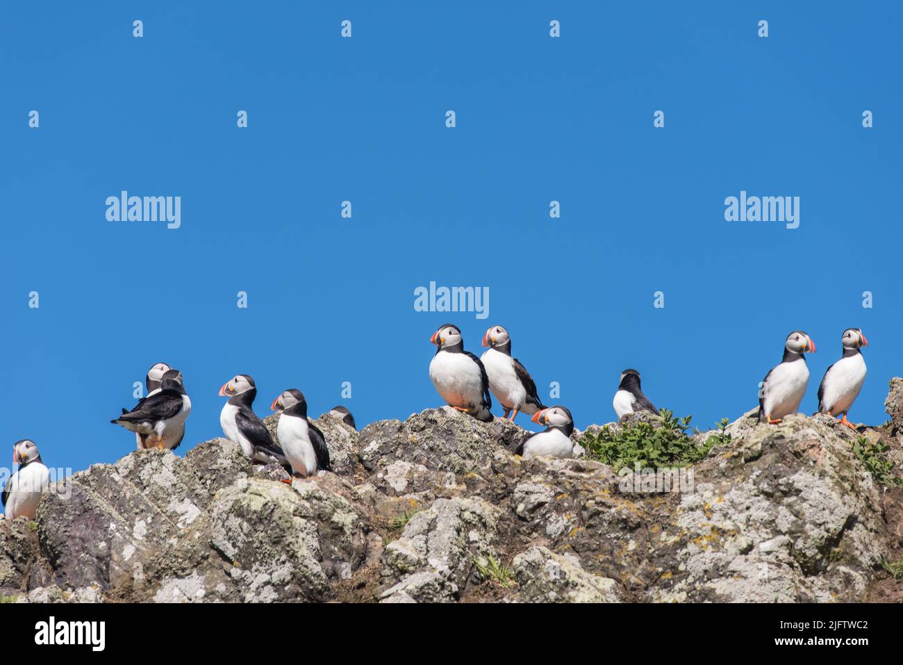 Groupe de puffins (Fratercula arctica) assis sur le rocher de l'île Skomer, Pembrokeshire, pays de Galles, Royaume-Uni Banque D'Images