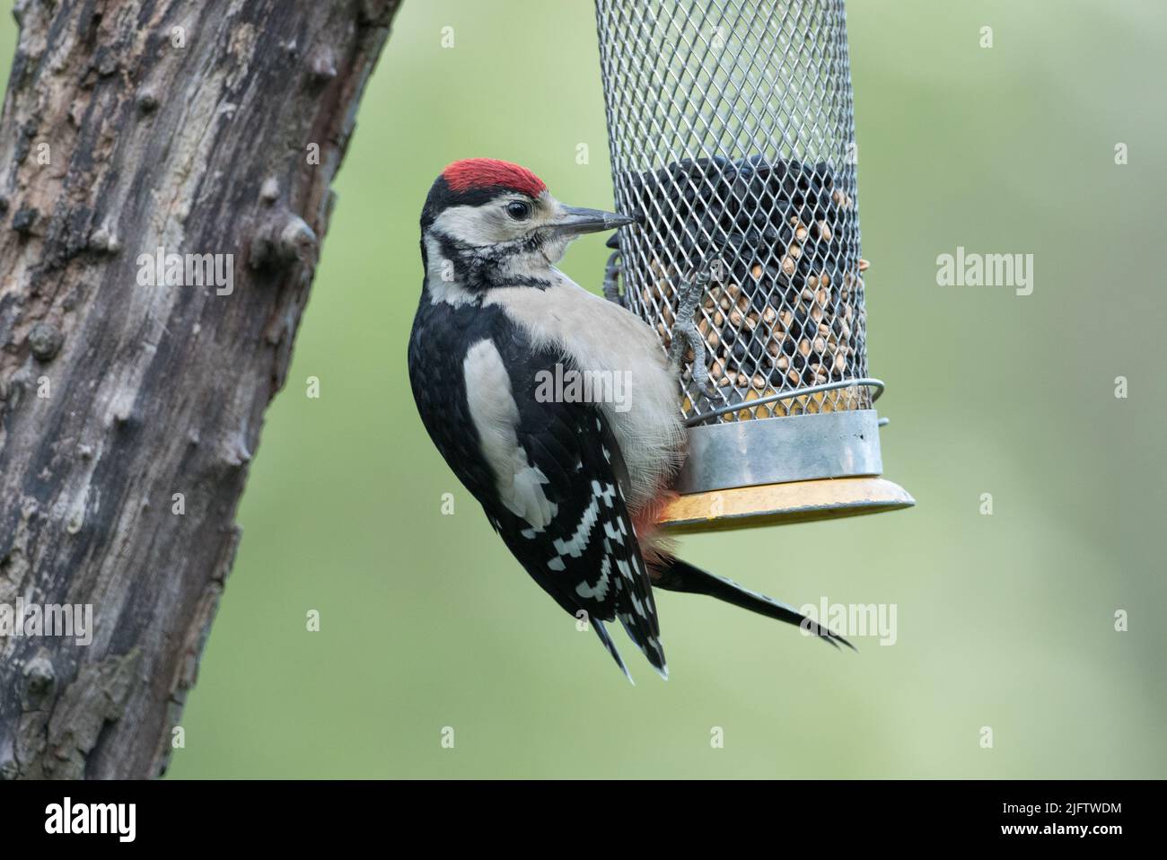 Grand pic à pois dans la réserve naturelle de High Batts Banque D'Images