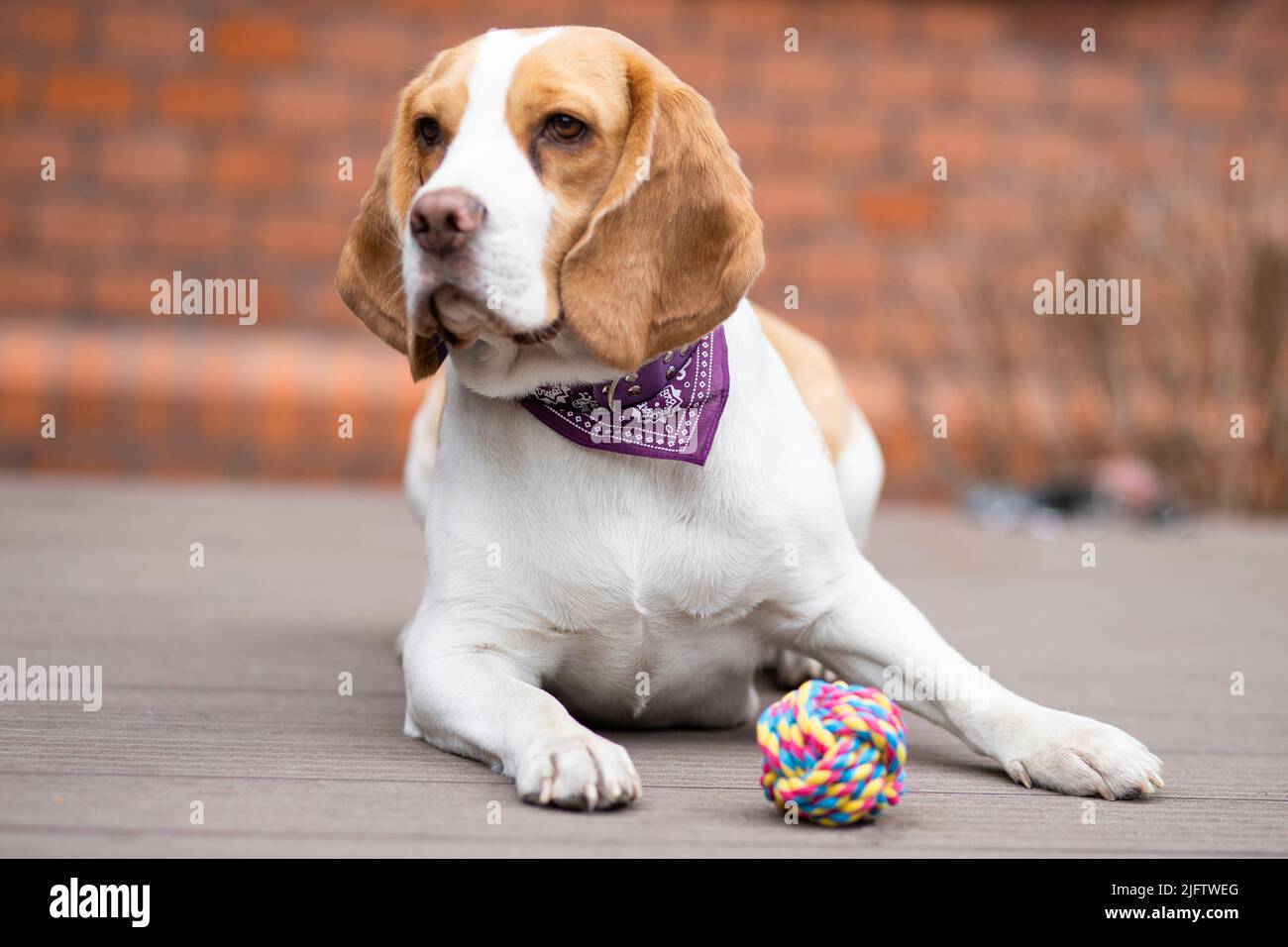 chien beagle assis sur le sol avec une balle rose Banque D'Images