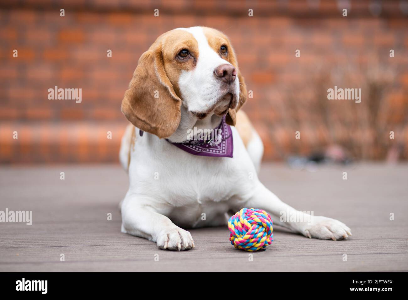 chien beagle assis sur le sol avec un jouet de balle Banque D'Images