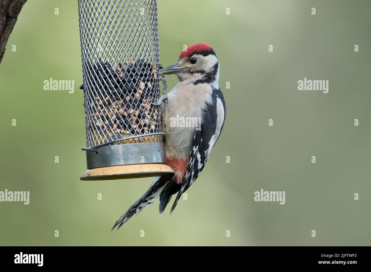 Grand pic à pois dans la réserve naturelle de High Batts Banque D'Images