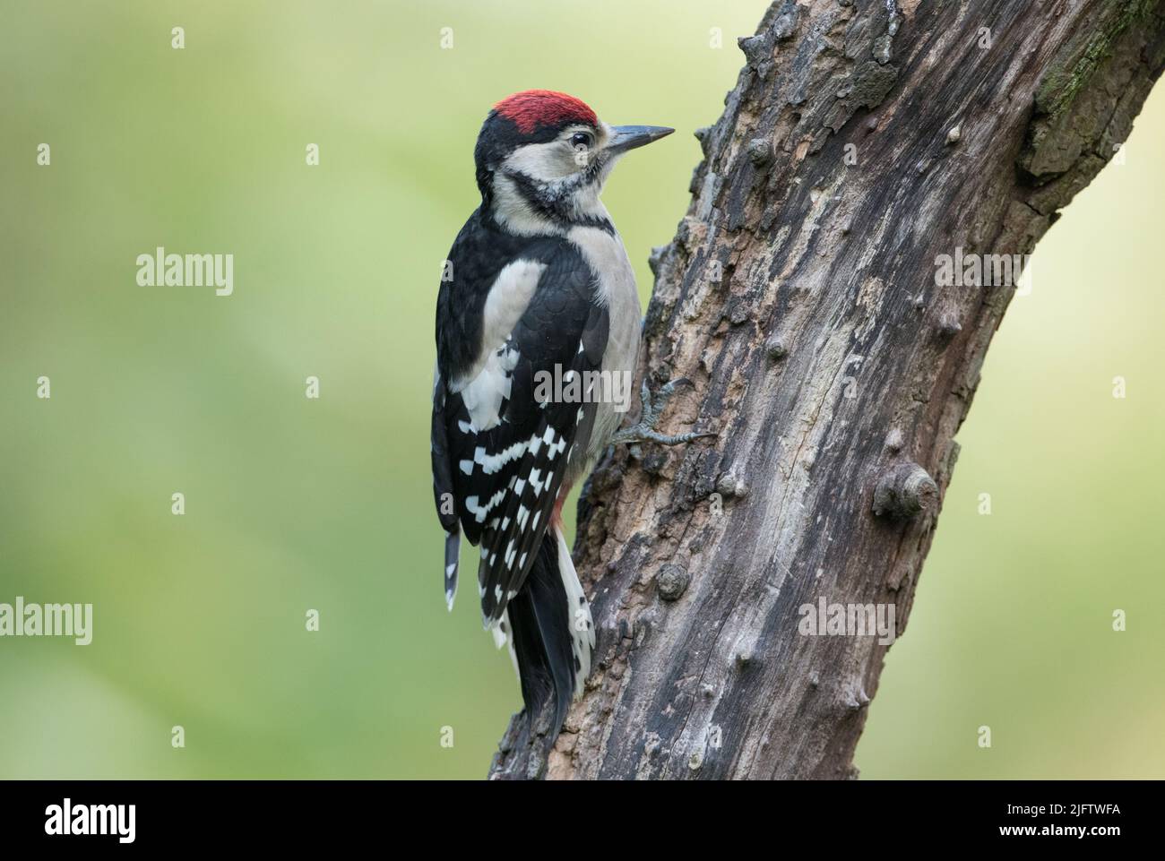 Grand pic à pois dans la réserve naturelle de High Batts Banque D'Images