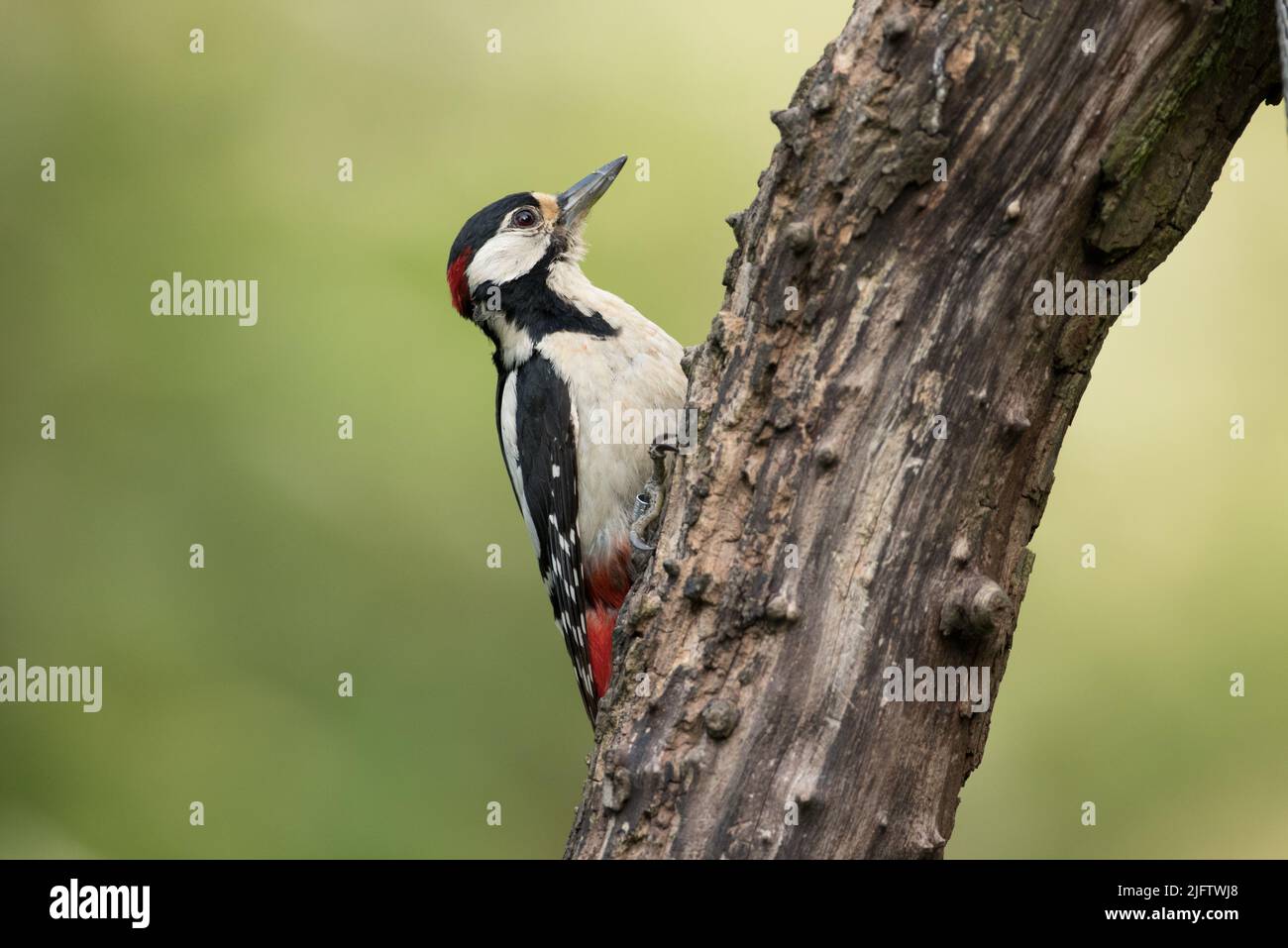 Grand pic à pois dans la réserve naturelle de High Batts Banque D'Images