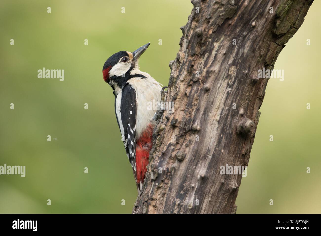 Grand pic à pois dans la réserve naturelle de High Batts Banque D'Images