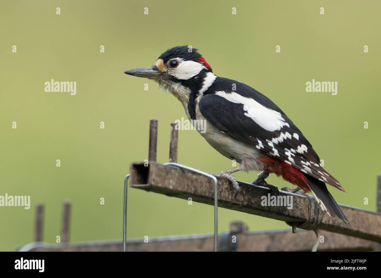 Grand pic à pois dans la réserve naturelle de High Batts Banque D'Images