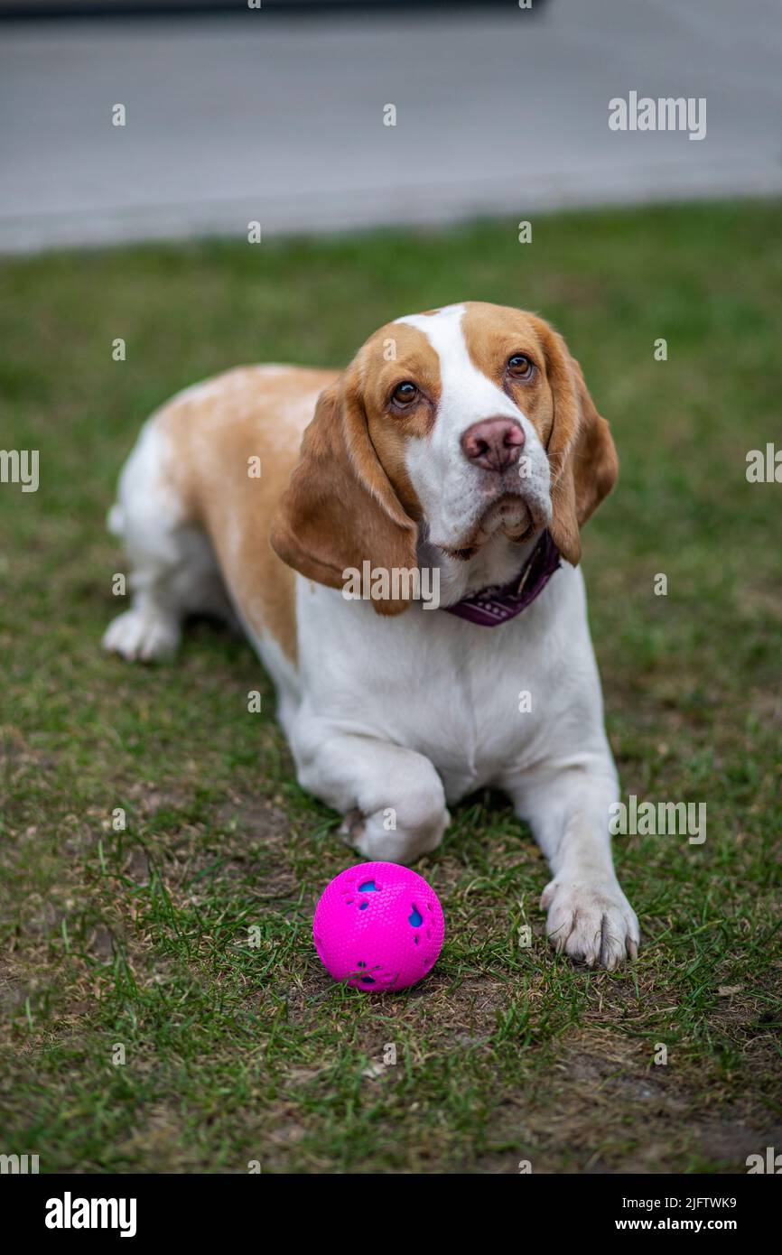 chien beagle assis sur l'herbe avec une boule rose Banque D'Images