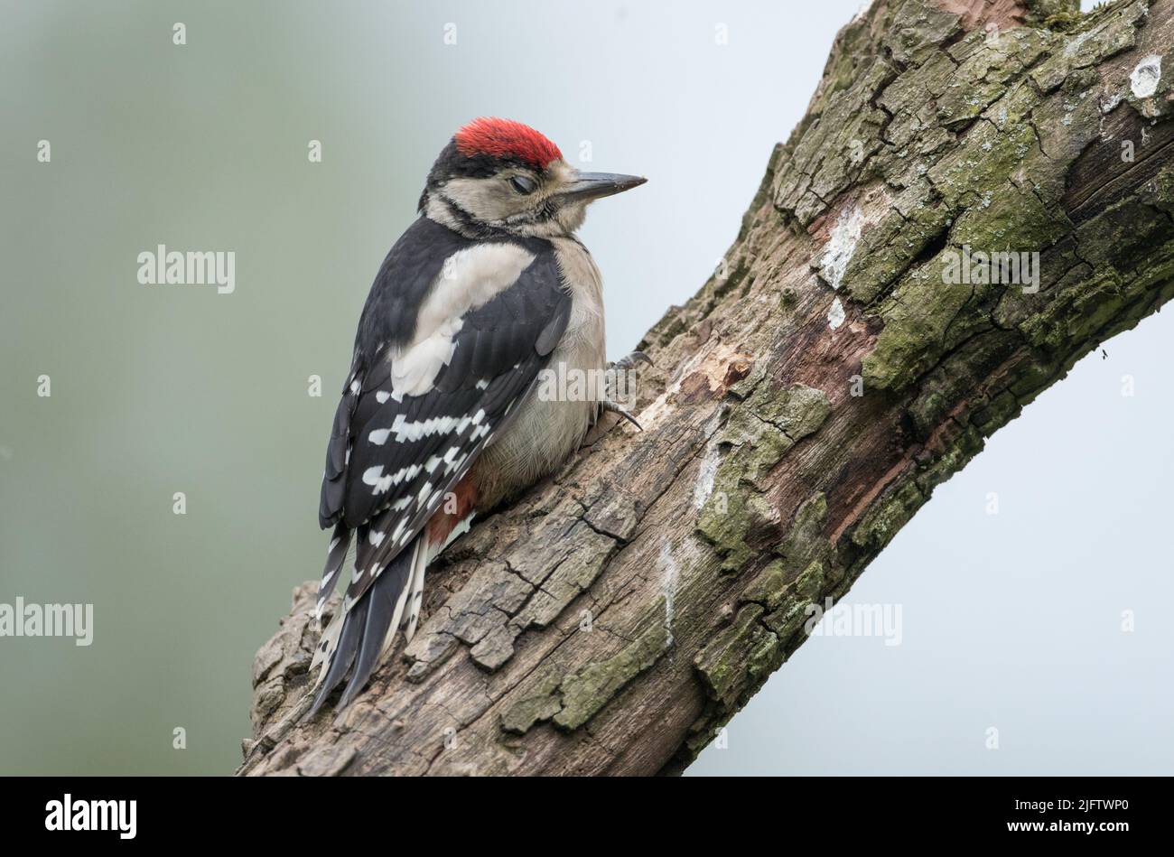 Petit pic à pois avec les yeux fermés Banque D'Images