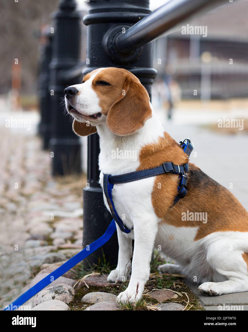 beagle chien dans le parc avec colar Banque D'Images