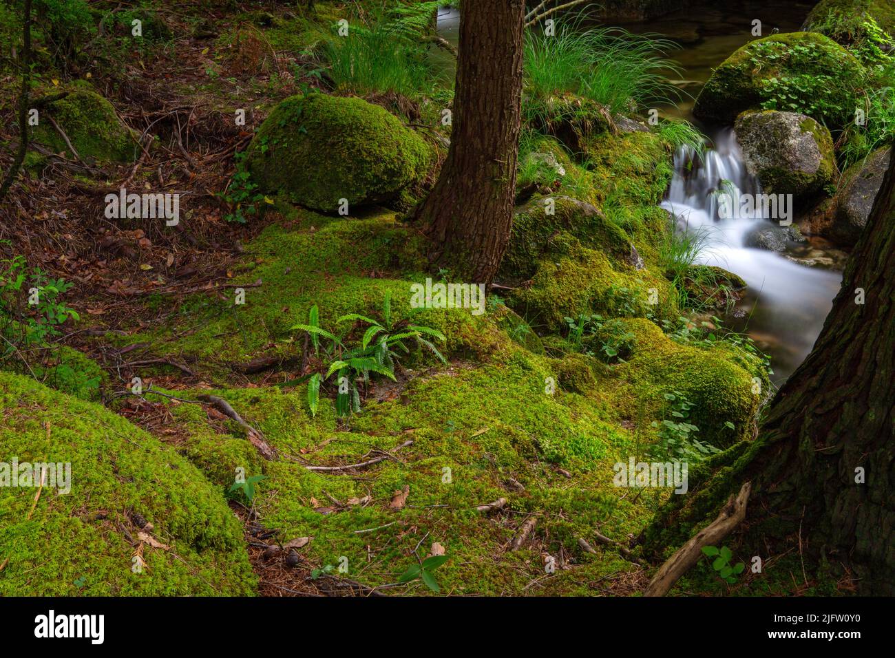 Cascade de la rivière dans le parc national portugais de Geres, dans le nord du pays Banque D'Images