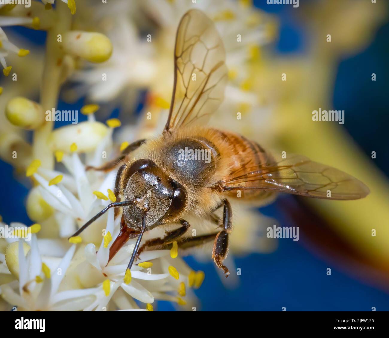 Une abeille explore quelques fleurs dans un jardin tropical. Banque D'Images