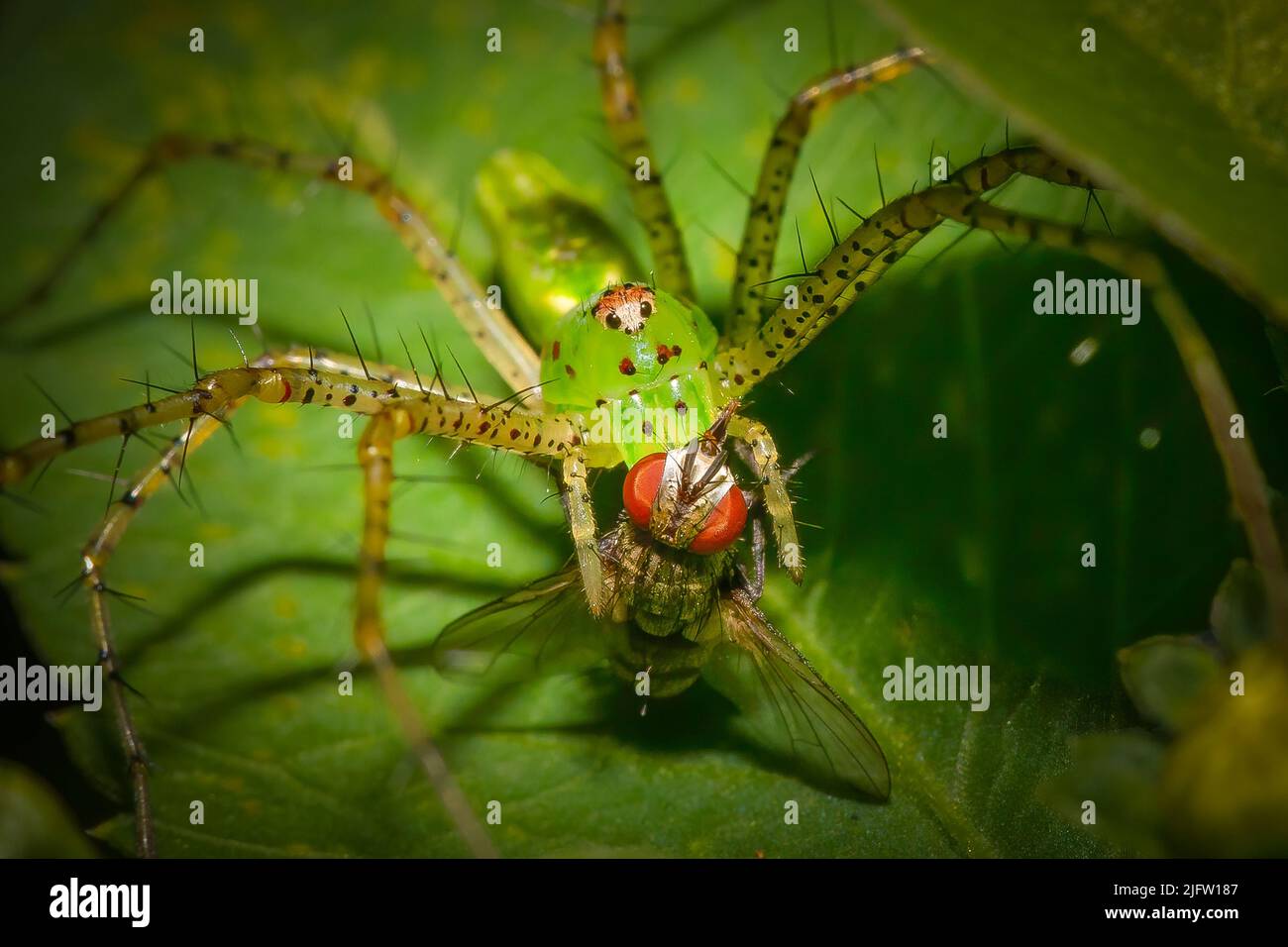 Une araignée Lynx verte apprécie son casse-croûte d'araignée dans cette macro-photographie. Banque D'Images