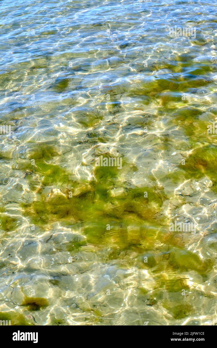 Un gros plan d'un plancher rocheux peu profond et calme d'un océan, d'un étang ou d'un lac avec de la mousse verte qui pousse sous l'eau. Petites vagues ondulées et lumière du soleil rayonnantes Banque D'Images