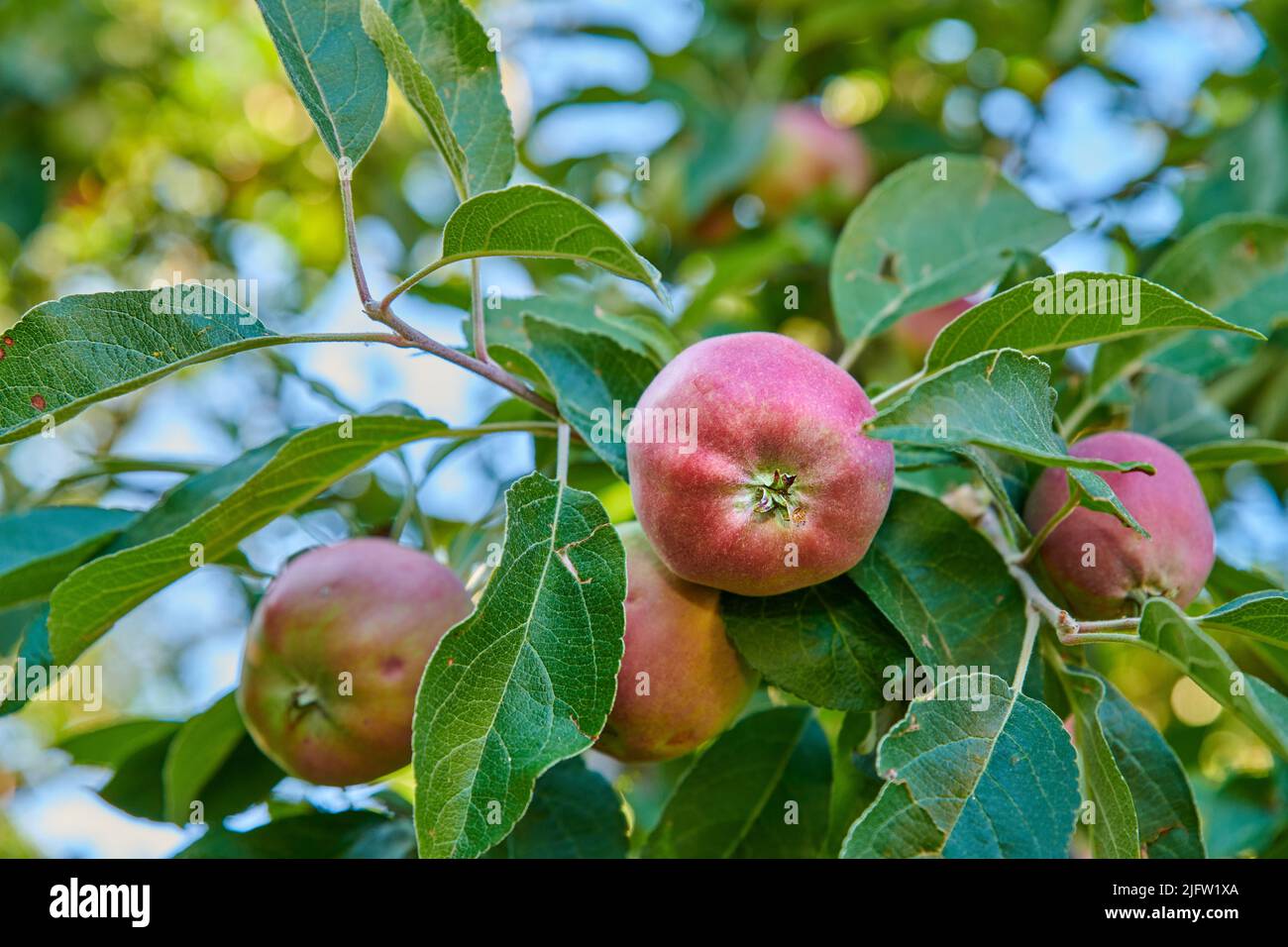 Au-dessous de pommes mûres rouges sur un arbre avec des feuilles vertes. Fruits biologiques et sains poussant sur une branche de verger dans une ferme durable en été Banque D'Images