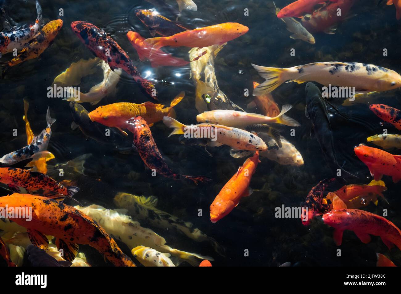 Beaucoup de carpes de couleur Koi dans un étang sombre Banque D'Images