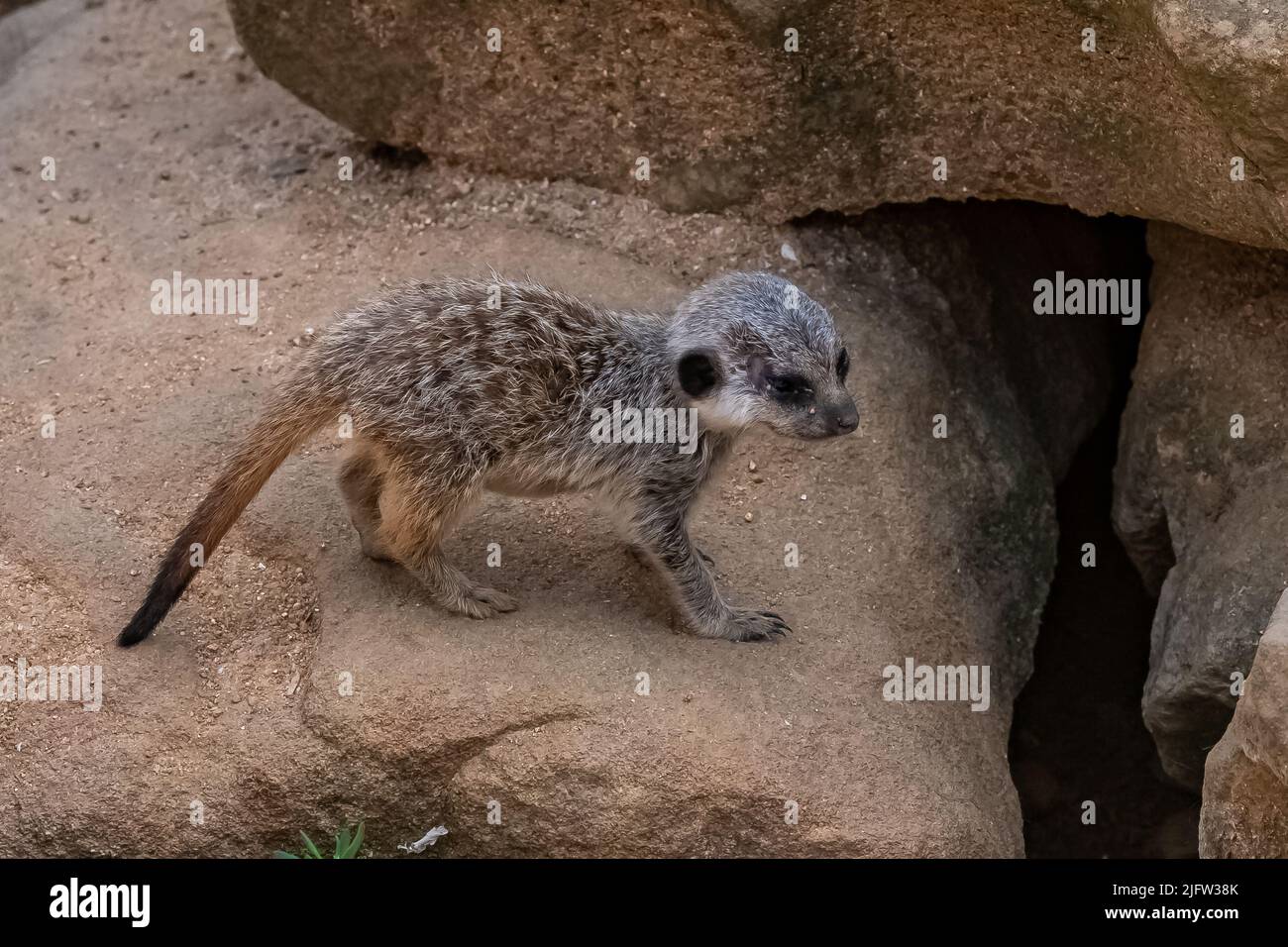 Meerkat, suricate, bébé marchant sur le sable Banque D'Images