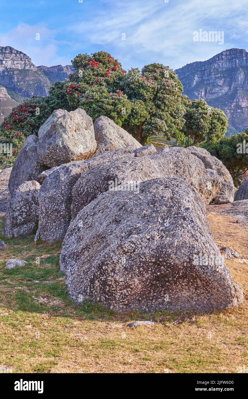 Grands rochers dans la nature verte avec des plantes et des arbres autour. Vue panoramique sur la grande pierre, le feuillage luxuriant et la terre à l'extérieur. Belle vue sur le paysage d'un Banque D'Images