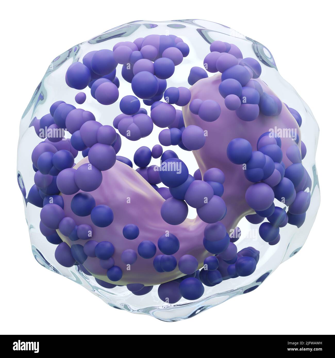 Basophile . Globules blancs avec membrane transparente et Multinucléus et beaucoup de grandes granule . Arrière-plan blanc isolé . 3D rendu . Banque D'Images