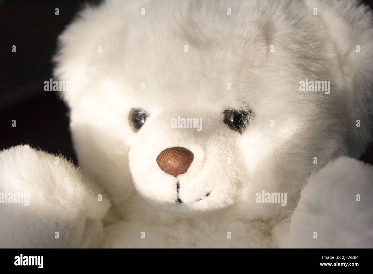 Un ours en peluche blanc Banque D'Images