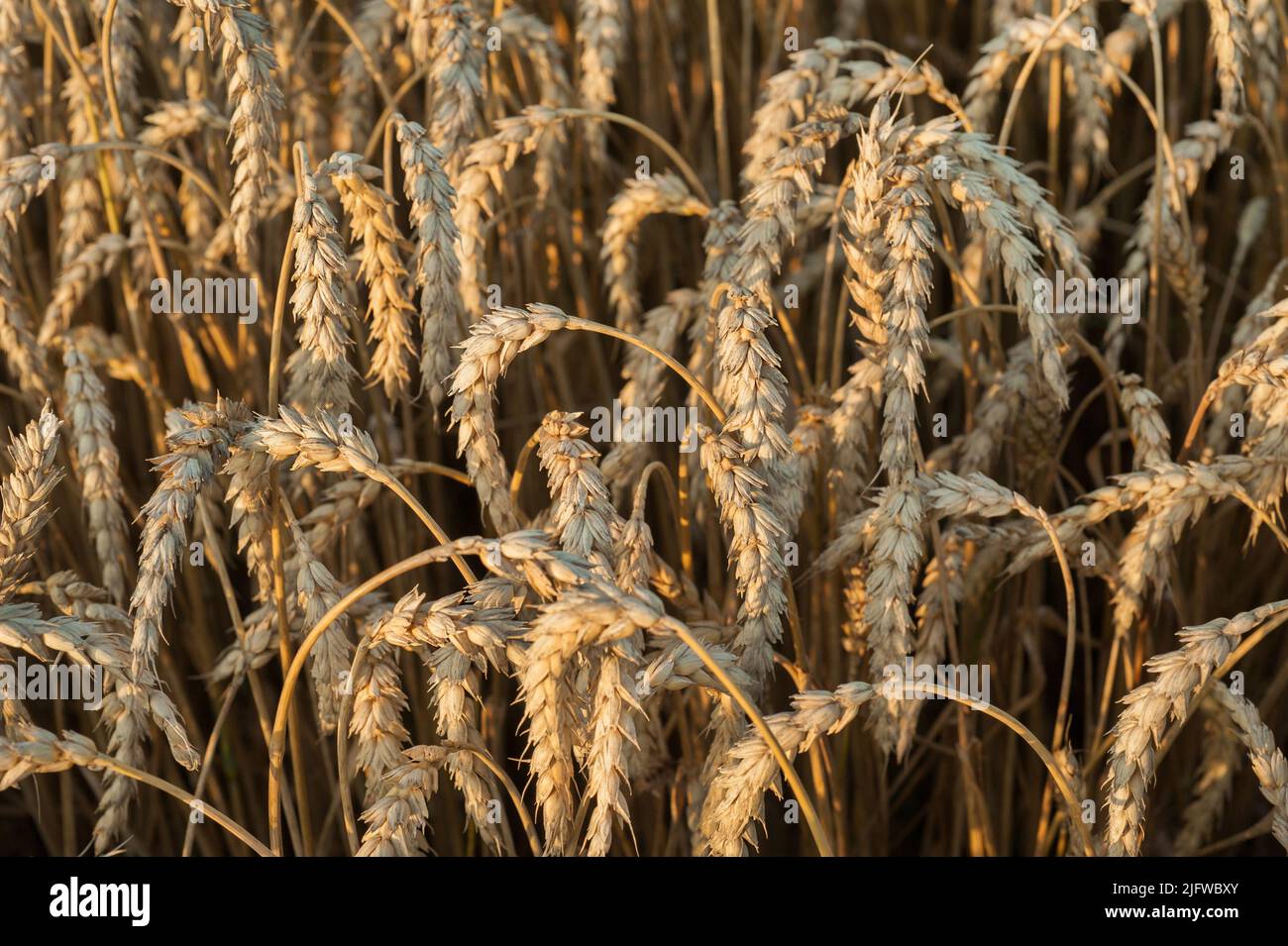 gros plan des épis de blé mûrissant, temps de récolte des céréales, pain et sécurité alimentaire Banque D'Images