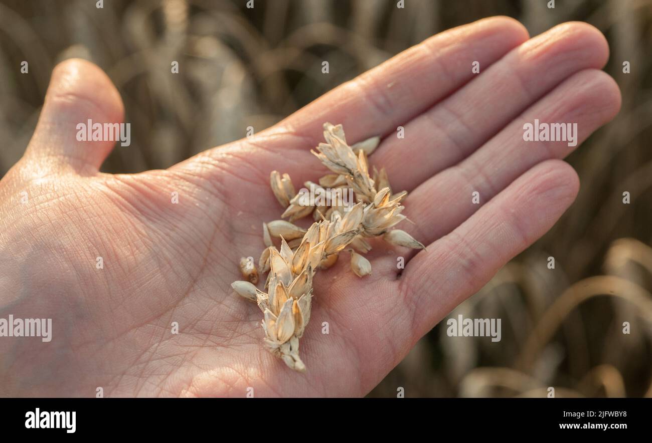 Main d'un homme tenant une oreille de maïs et de grains dans un champ de blé. Inspection par les agriculteurs de préparation à la récolte Banque D'Images